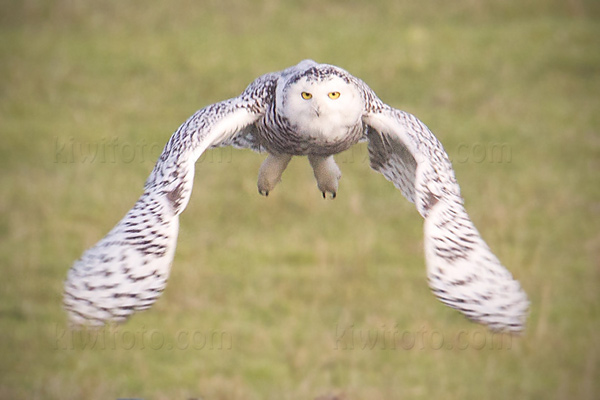 Snowy Owl Photo @ Kiwifoto.com