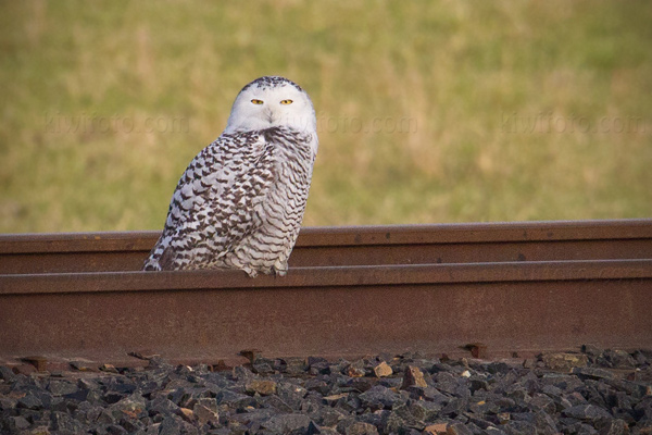 Snowy Owl Picture @ Kiwifoto.com
