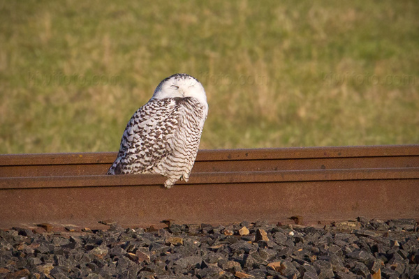 Snowy Owl Picture @ Kiwifoto.com
