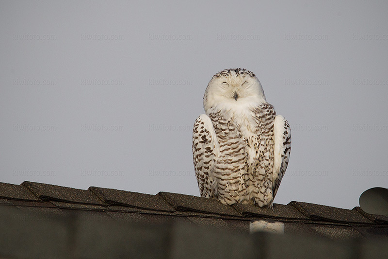 Snowy Owl Photo @ Kiwifoto.com