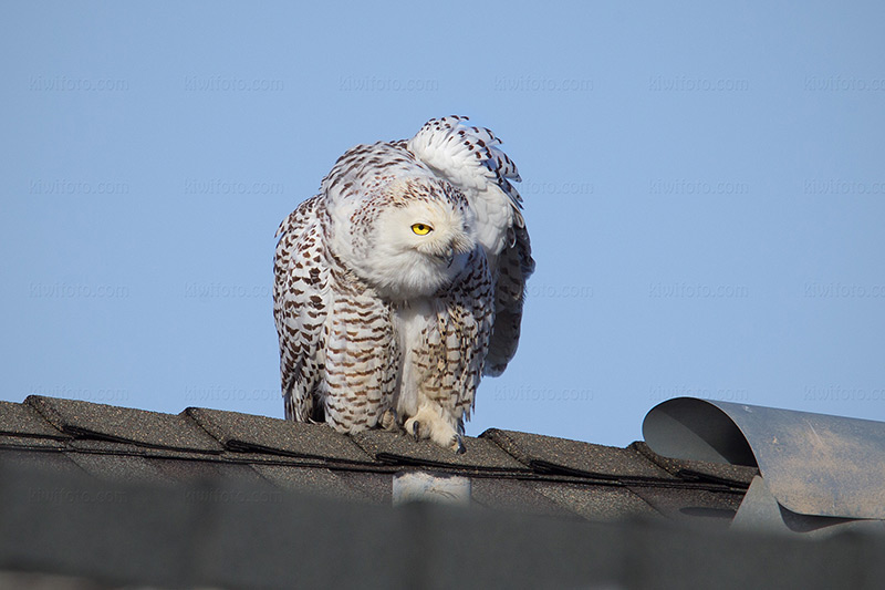 Snowy Owl Image @ Kiwifoto.com