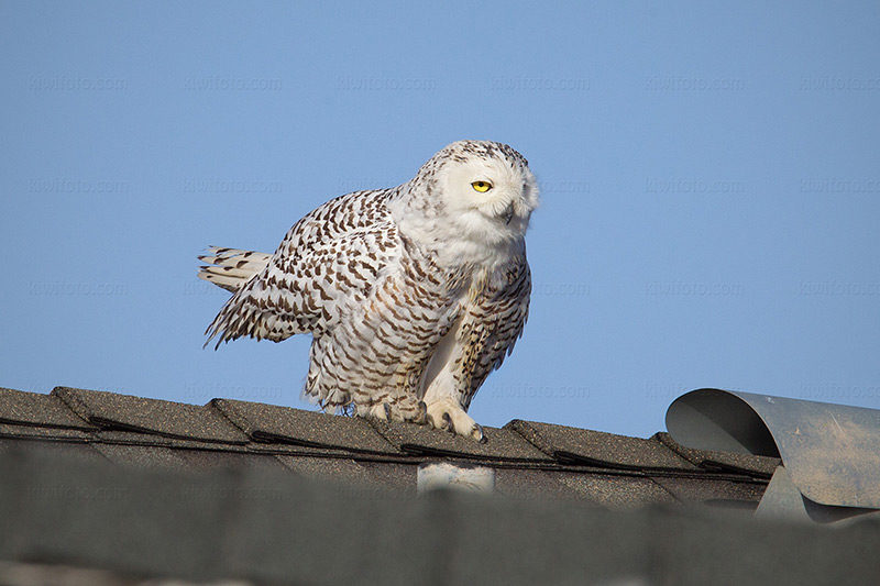 Snowy Owl @ Cypress, CA