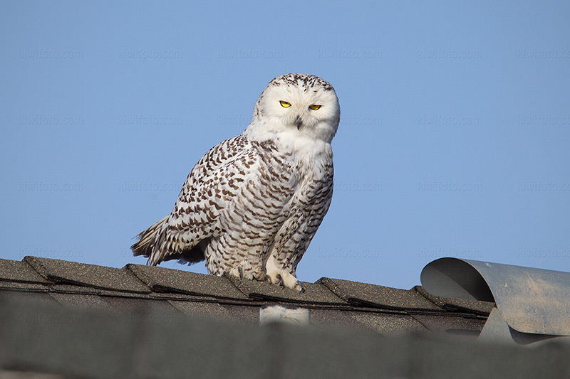 Snowy Owl Picture @ Kiwifoto.com