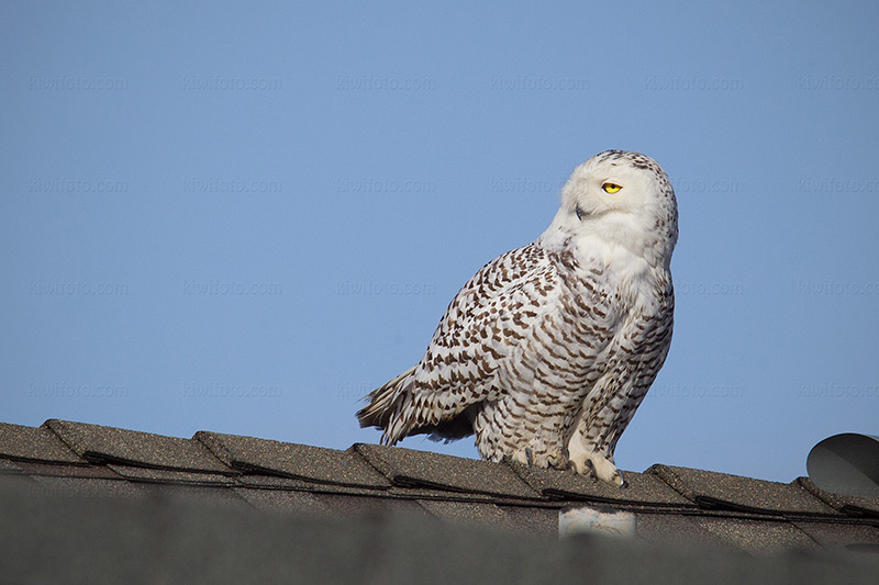 Snowy Owl Picture @ Kiwifoto.com