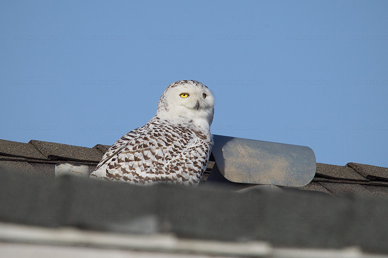 Snowy Owl Image @ Kiwifoto.com