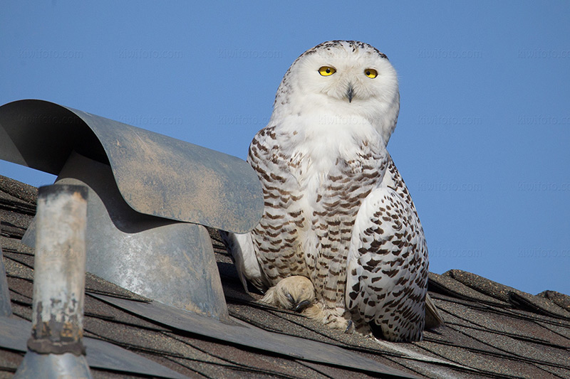 Snowy Owl Photo @ Kiwifoto.com