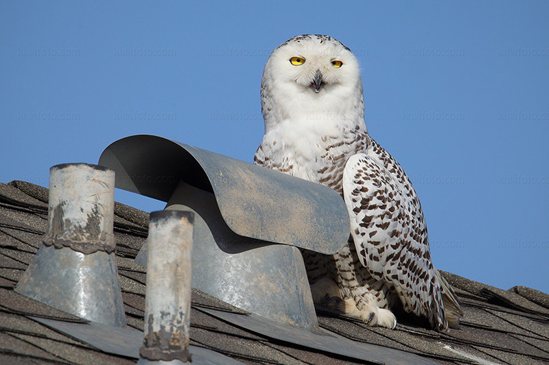 Snowy Owl Photo @ Kiwifoto.com