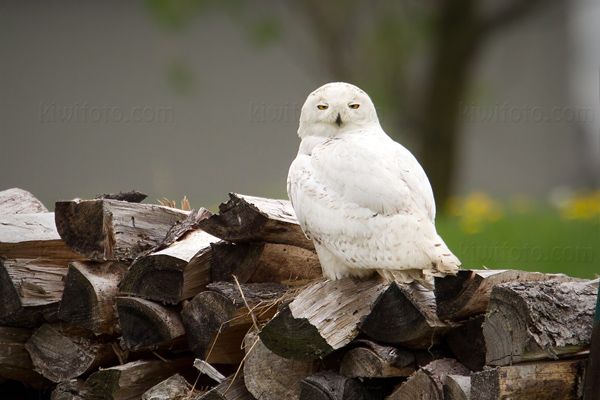 Snowy Owl Photo @ Kiwifoto.com