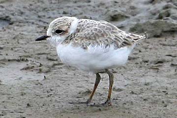 Snowy Plover Image @ Kiwifoto.com