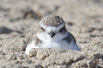 Snowy Plover Photo @ Kiwifoto.com