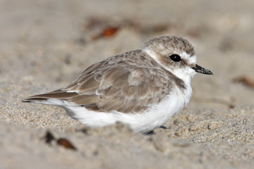 Snowy Plover Image @ Kiwifoto.com