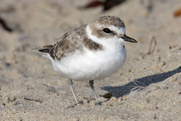 Snowy Plover Image @ Kiwifoto.com