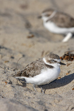 Snowy Plover Image @ Kiwifoto.com