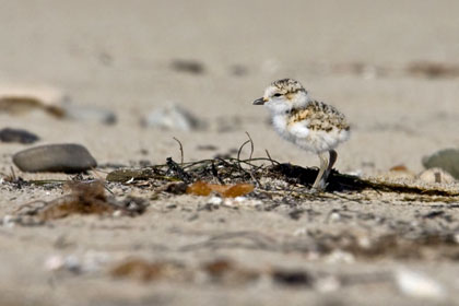 Snowy Plover Picture @ Kiwifoto.com