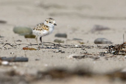 Snowy Plover Photo @ Kiwifoto.com