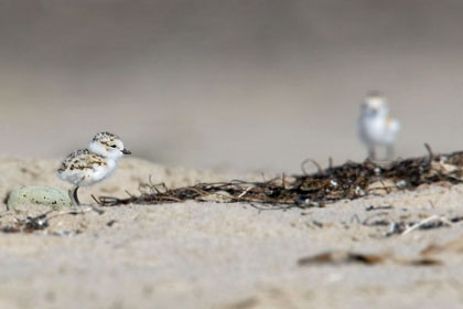 Snowy Plover Photo @ Kiwifoto.com