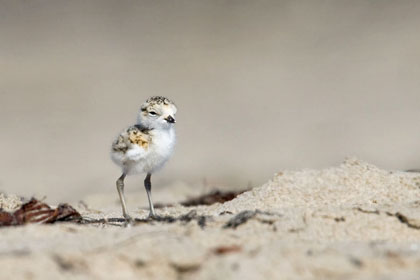 Snowy Plover