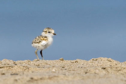 Snowy Plover Picture @ Kiwifoto.com