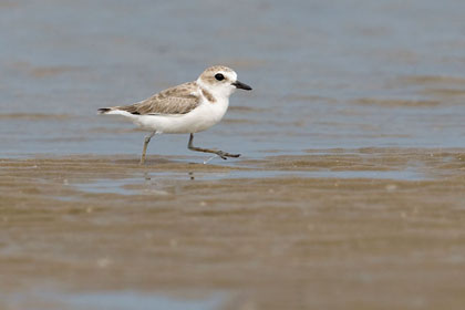 Snowy Plover Image @ Kiwifoto.com