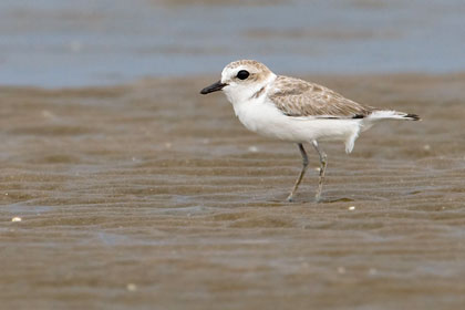 Snowy Plover Image @ Kiwifoto.com