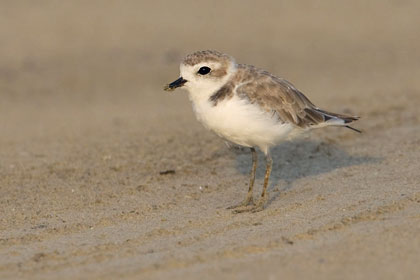 Snowy Plover Image @ Kiwifoto.com