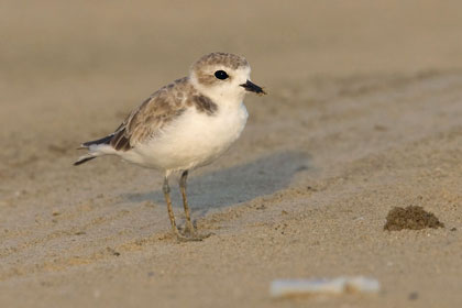 Snowy Plover Picture @ Kiwifoto.com
