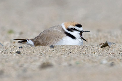 Snowy Plover Picture @ Kiwifoto.com