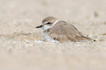 Snowy Plover Image @ Kiwifoto.com