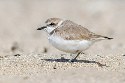 Snowy Plover Picture @ Kiwifoto.com