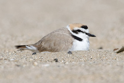 Snowy Plover Image @ Kiwifoto.com