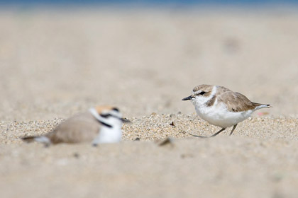 Snowy Plover Picture @ Kiwifoto.com