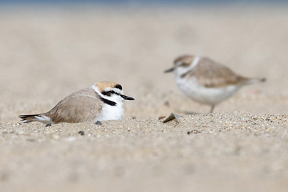 Snowy Plover Picture @ Kiwifoto.com