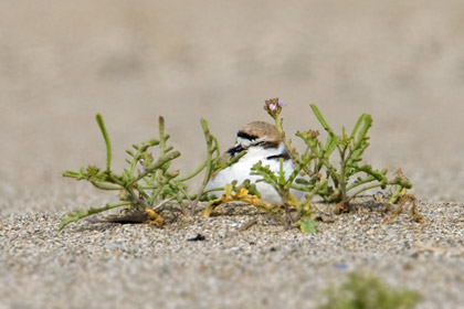 Snowy Plover