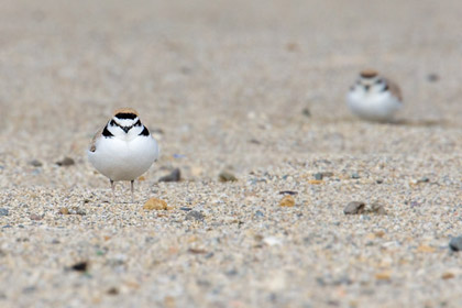 Snowy Plover Image @ Kiwifoto.com