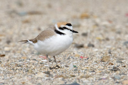 Snowy Plover Photo @ Kiwifoto.com