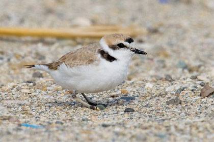 Snowy Plover Image @ Kiwifoto.com