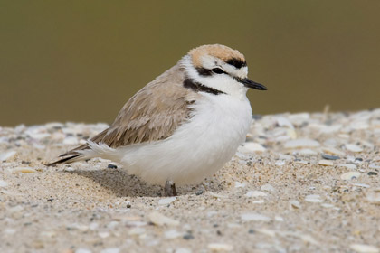 Snowy Plover Image @ Kiwifoto.com