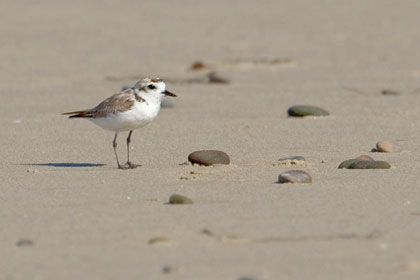 Snowy Plover Image @ Kiwifoto.com