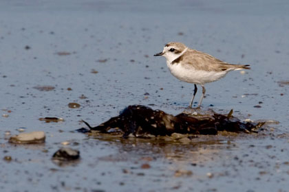 Snowy Plover Picture @ Kiwifoto.com