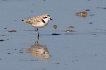 Snowy Plover Photo @ Kiwifoto.com