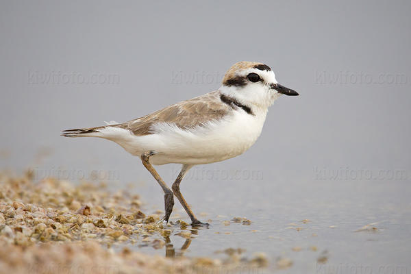 Snowy Plover Image @ Kiwifoto.com