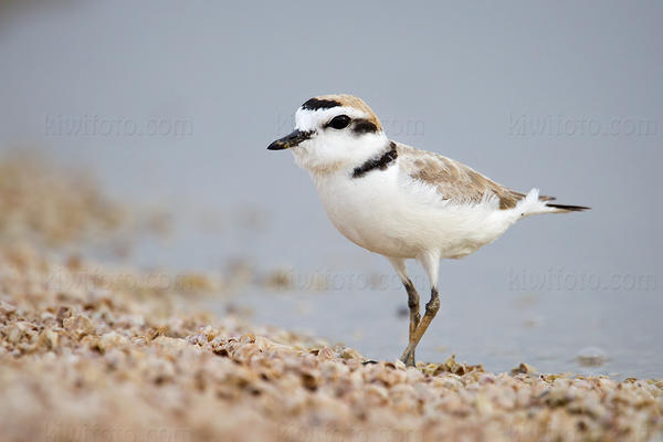 Snowy Plover Picture @ Kiwifoto.com