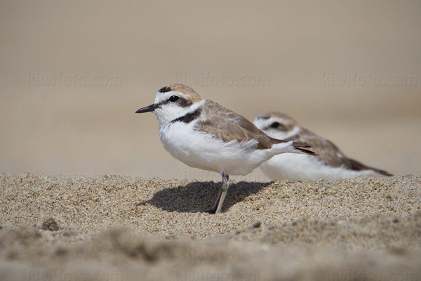 Snowy Plover Image @ Kiwifoto.com