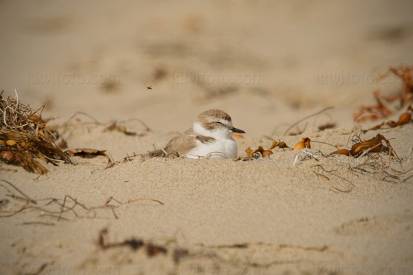 Snowy Plover