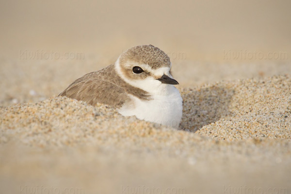 Snowy Plover Image @ Kiwifoto.com