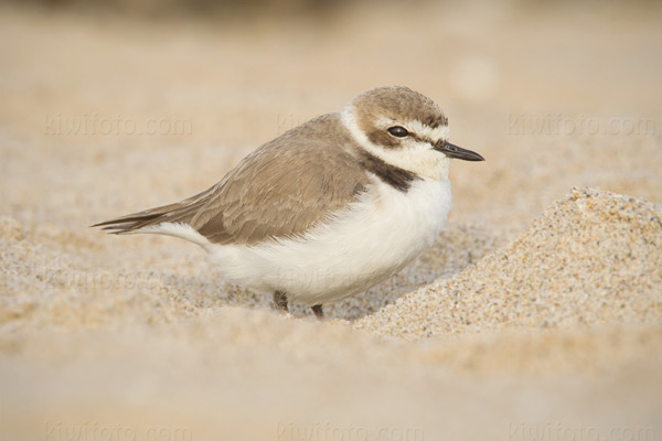 Snowy Plover Picture @ Kiwifoto.com