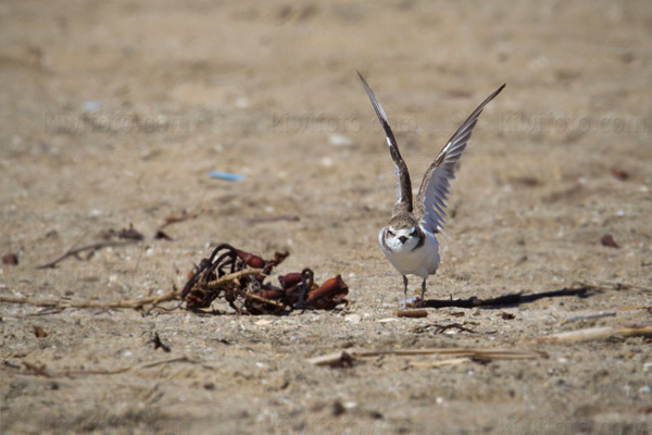 Snowy Plover (C. alexandrinus nivosus)