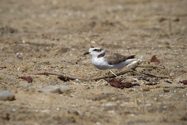 Snowy Plover (C. alexandrinus nivosus)