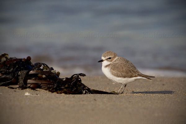 Snowy Plover (C. alexandrinus nivosus)