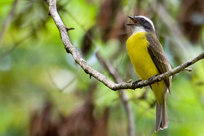 Social Flycatcher Picture @ Kiwifoto.com